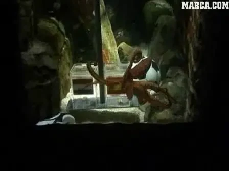 Spaniolii au reusit! Caracatita Paul va fi mutata in cateva zile la ZOO Madrid!