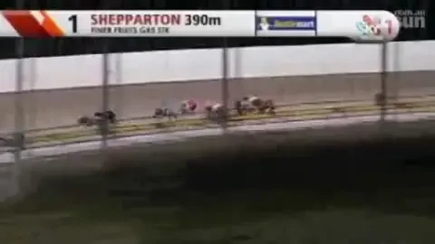 VIDEO! Cat de TARE! O cursa de ogari, stricata de un iepure! Au inceput sa-l alerge :))