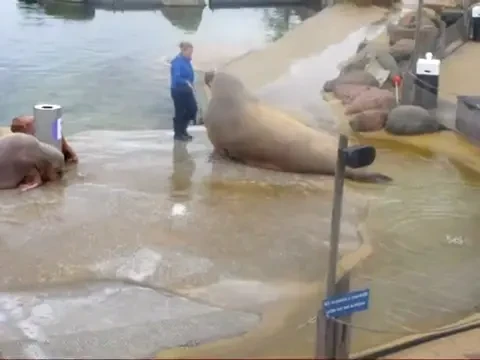 VIDEO / Piturca face 1.000 de abdomene pe zi! Vezi care e cel mai tare adversar al Satanei!