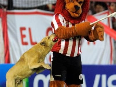 Imaginea zilei: O mascota a fost atacata de un caine la un meci de fotbal :)