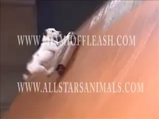 VIDEO! Cainele TURBAT face scheme incredibile pe skateboard! :))