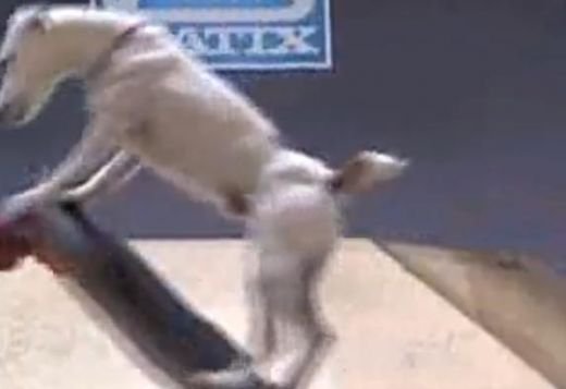 VIDEO! Cainele TURBAT face scheme incredibile pe skateboard! Tu poti sa faci asa ceva? :))