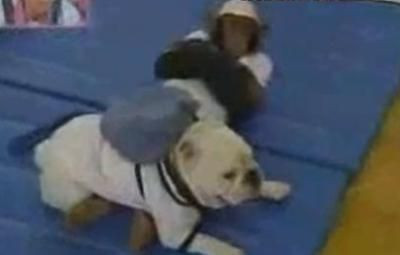 VIDEO / Dupa morsa, a aparut si maimuta care face abdomene! Tinuta de picioare&nbsp;de un caine!