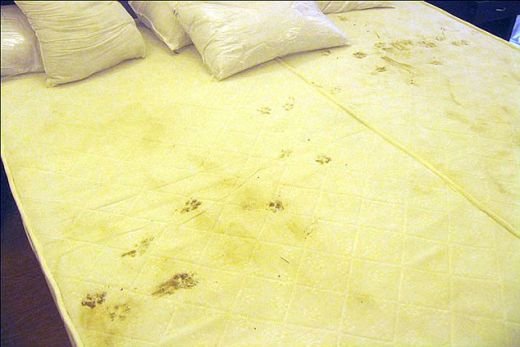 HORROR! Focar de infectie pentru sportivi! Conditii groaznice la Jocurile Commonwealthului!_4