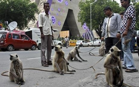 VIDEO INCREDIBIL: bodyguarzi MAIMUTE pentru sportivii de la Commonwealth Games din India!_3