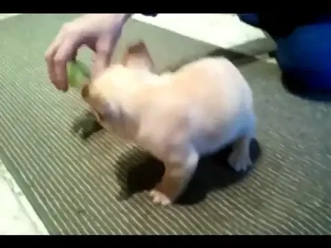 VIDEO! Cum se antreneaza CAINII pentru meciul cu Steaua :)