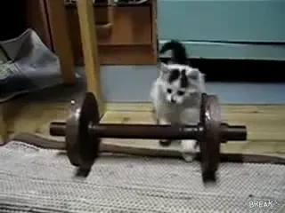 VIDEO: Lectie de fitness cu PISICA HALTEROFILA!