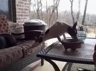 VIDEO: Si cainii pot face flotari ca Van Damme!