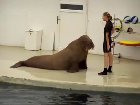 Ea este MORSA sportiva: danseaza, face abdomene si flotari!!