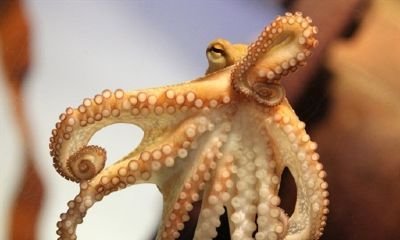 Nemtii i-au gasit inlocuitor lui Paul! Vezi cine este noua caracatita ORACOL!