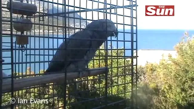 VIDEO Un papagal mai tare ca al Stelei! Vezi cum spune echipa lui Manchester United!