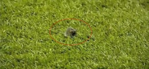 VIDEO: N-ai sa ghicesti asta! Pe ce stadion din Anglia umbla sobolanii pe teren, la un meci din Liga Campionilor? :)