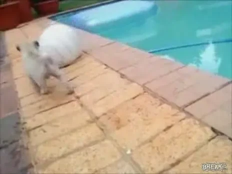 Cainele jucator de fotbal!