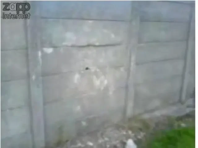 Cine a zis ca prostia nu doare? Cel mai prost karatist din istorie!!!