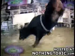 Cowboy UCIS de taur la un rodeo in Mexic! IMAGINI HORROR! VIDEO: