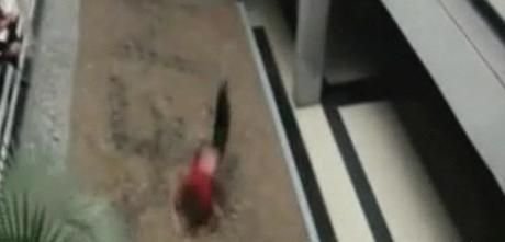 TREBUIE sa vezi asta inainte sa te apuci de PARKOUR! VIDEO SOCANT: