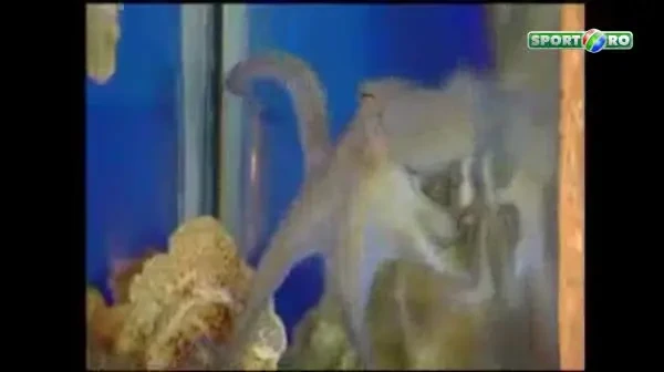 VIDEO Caracatita Paul s-a reincarnat! A prezis DEZASTRUL pentru Lucescu la Barcelona: