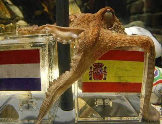Spaniolii i-au gasit urmasii lui Paul! Doua caracatite vor prezice rezultatul de la Real - Barca! Ce vor alege?