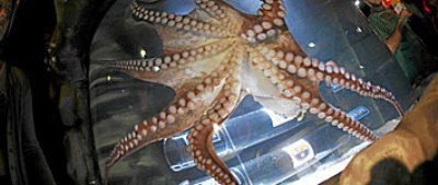 Caracatita care a nimerit primele DOUA rezultate din El Clasico a decis finalista Ligii dintre Real si Barca