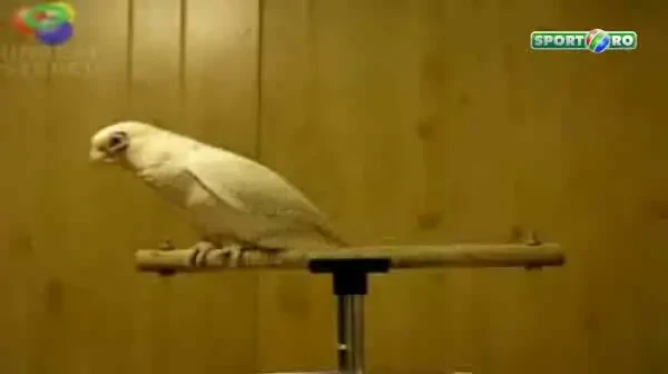 FABULOS! Si el ar putea juca la Steaua &ndash; singurul care poate sa faca tiki taka la fel ca Messi pentru 1 milion de euro :)