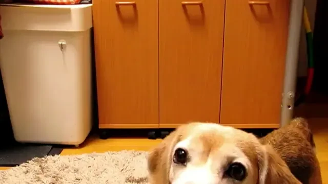 SUPER VIDEO! El e cainele de Champions League! Are priza lui Lobont si iese pe centrari ca Tatarusanu! Nu pierde nicio minge :))