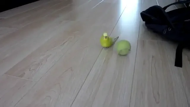 Papagalul care il face pe Robinho la biciclete cu mingea! :)) Vezi super VIDEO