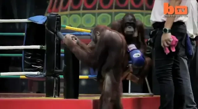 CLIPUL ZILEI! Asa ceva nu ai mai vazut niciodata: meci de kickboxing intre mainute! Cum arata spectatorii: