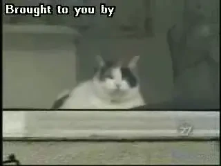 ULUITOR! Singura pisica din lume care face SCUBA DIVING: un caine o urmareste permanent!