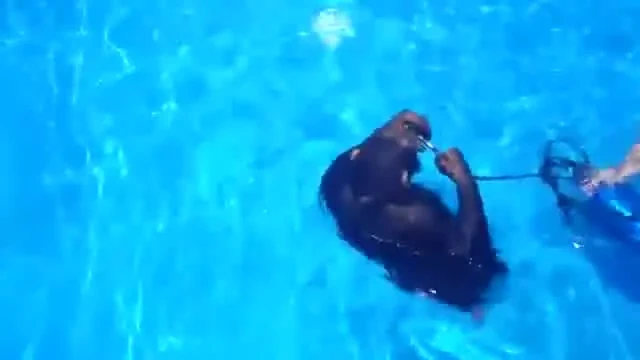 Nu o sa-ti vina sa crezi ce face acest cimpanzeu! SUPER VIDEO!