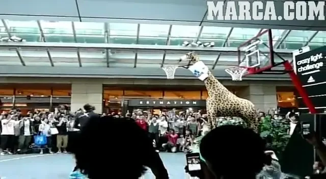 VIDEO: Mai sus de atat nu se poate! Un star din NBA a reusit un slam dunk la gatul unei girafe!