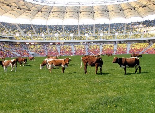 FOTO INCREDIBIL: Mine antitanc, gasite sub gazonul de pe National Arena :)_3