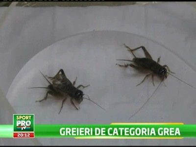 Asta e sportul din care chinezii vor sa scoata MILIOANE! MMA cu GREIERI :))