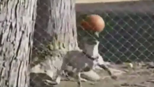 VIDEO DEMENTIAL: Cainele TURBAT care jongleaza pe cap ca Ronaldinho! N-o sa-ti vina sa crezi ce poate sa faca