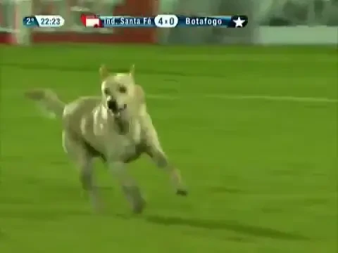 Jucatorii, rezervele si antrenorii au alergat dupa el TREI minute in aplauzele fanilor! Nimeni nu l-a prins :)