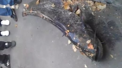 VIDEO INCREDIBIL! Cea mai mare captura din istorie in Bucuresti! Niste pusti din Regie au prins in Dambovita un somn de 40kg si un metru jumate!!