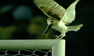 VIDEO! Asa ceva nu s-a mai vazut NICIODATA! 50.000 de oameni, SOCATI de o bufnita! Nu o sa-ti vina sa crezi ce facea pe bara