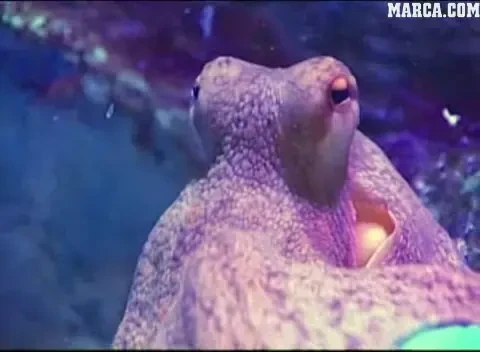 VIDEO Urmasul caracatitei Paul a ales! Vezi cine castiga El Clasico dintre Real Madrid si Barcelona!