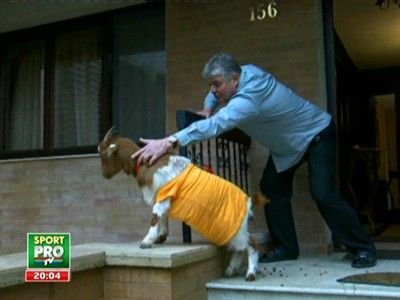 Andone, colindat cu... CAPRA! Ce invitati SURPRIZA a avut fostul dinamovist inainte de Craciun