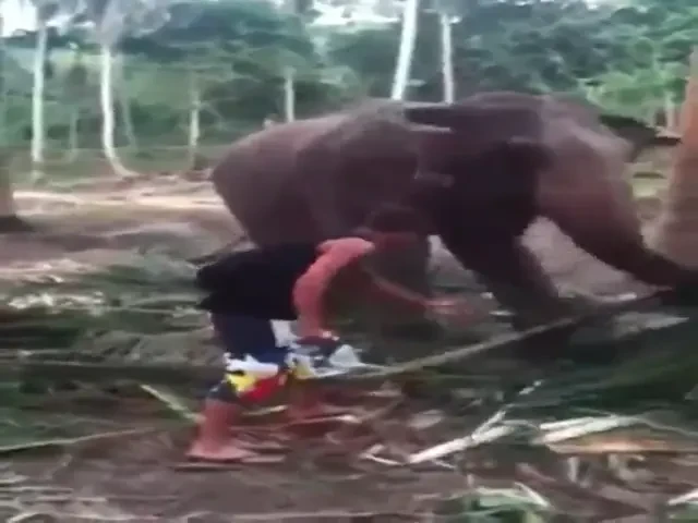 Mai tare decat KO-ul lui Daniel Ghita: Lovitura elefantului Ghita! SUPER VIDEO