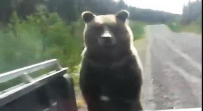 VIDEO: Cum reactioneaza 300 de kg de animal salbatic daca le&nbsp;lasi sa-si faca de cap prin masina!
