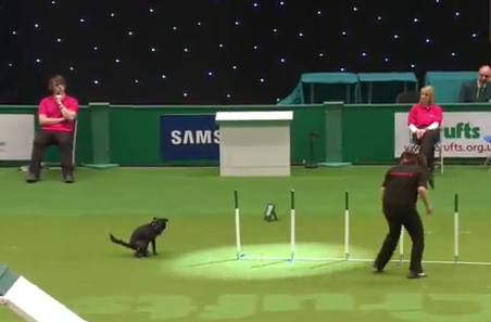 De unde vine expresia Oh, SHIT!!! :)) Cel mai tare caine a oferit FAZA ZILEI la un concurs de obstacole! VIDEO