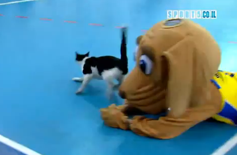 Credeai ca le-ai vazut pe toate? O pisica a intrat pe teren la un meci de baschet, mascota era un caine! Vezi ce a iesit :)) SUPER VIDEO