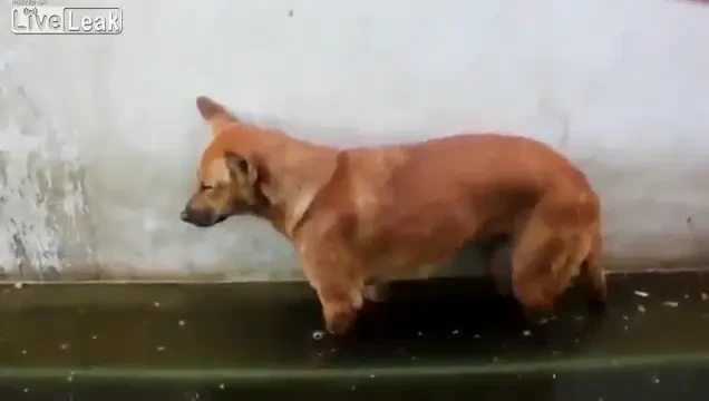 VIDEO SENZATIE: Caterinca anului pe net! Dinamovistii l-au gasit pe CAINELE PULHAC :)) Asa doarme si pe teren?