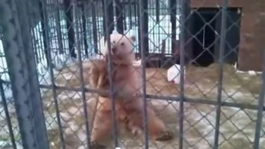 Ursuletul asta poate ajunge MILIONAR! Clipul la care se uita TOATA planeta cu gura cascata! Video senzational