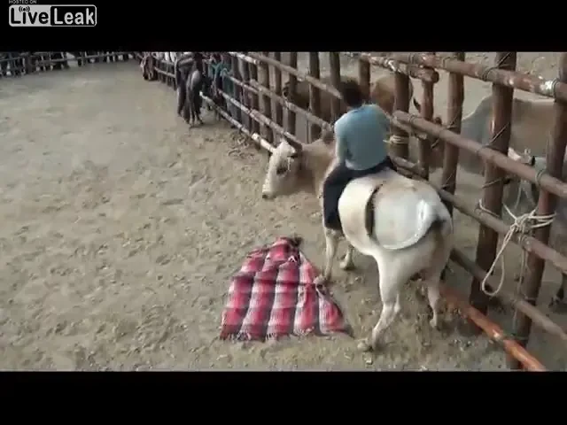 VIDEO: Un bou calareste un bou: Doar unul ramane cu o cicatrice URIASA pe frunte!