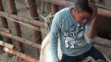 VIDEO: Un bou calareste un bou: Doar unul ramane cu o cicatrice URIASA pe frunte!