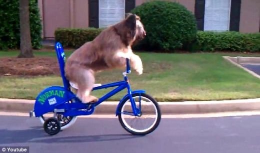 Fantastic! Cel mai tare VIDEO al zilei! Cainele care se pregateste de Turul Frantei! Vezi cum merge pe bicicleta: