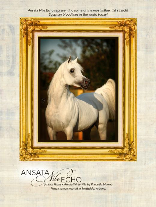 Arata ca o martoaga: In Romania ar ajunge la ABATOR! Un seic spune ca are un ARMASAR care costa mai mult decat Ronaldo: