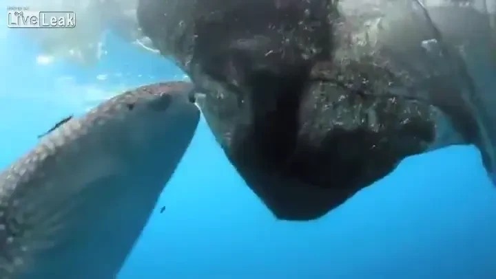 VIDEO HOTUL din adancuri! Ce SOC au avut pescarii cand au vazut cine le fura captura! Ghicesti autorul?