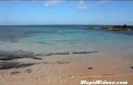 VIDEO EPIC! S-a dus sa inoate cu cainii si s-au trezit atacati de zeci de rechini! Reactie FABULOASA a cainilor! Nimeni nu stia asta despre rasa EXTRATERESTRA!